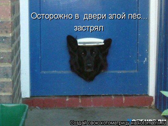 Осторожно в двери злой пёс... застрял... Котоматрица: Осторожно в двери злой пёс... застрял