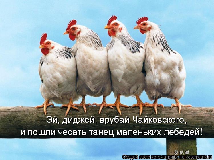 Эй, диджей, врубай Чайковского, и пошли чесать танец маленьких лебедей!... Котоматрица: Эй, диджей, врубай Чайковского, и пошли чесать танец маленьких лебедей!