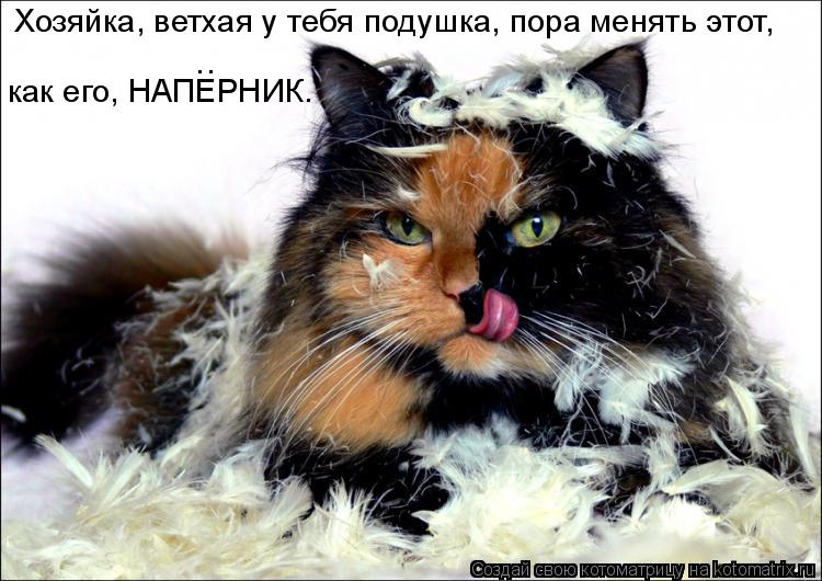 Хозяйка, ветхая у тебя подушка, пора менять этот, как его, НАПЕРНИК. ..... Котоматрица: Хозяйка, ветхая у тебя подушка, пора менять этот, как его, НАПЕРНИК. ..