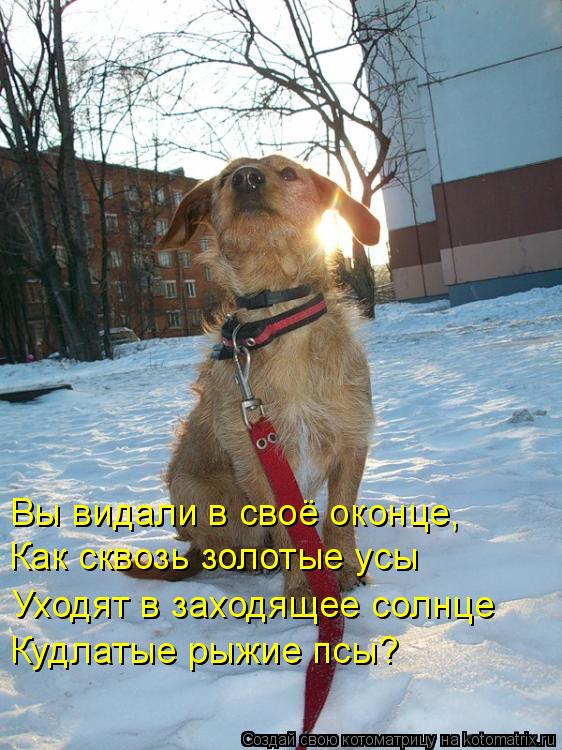 Вы видали в своё оконце, Как сквозь золотые усы Уходят в заходящее солнце Кудлатые рыжие псы?... Котоматрица: Вы видали в своё оконце, Как сквозь золотые усы Уходят в заходящее солнце Кудлатые рыжие псы?