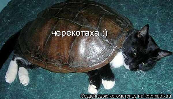 Котоматрица: черекотаха :)