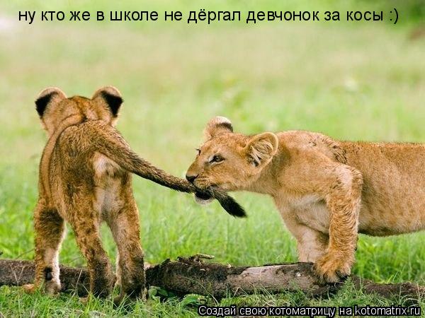 Котоматрица: ну кто же в школе не дёргал девчонок за косы :)