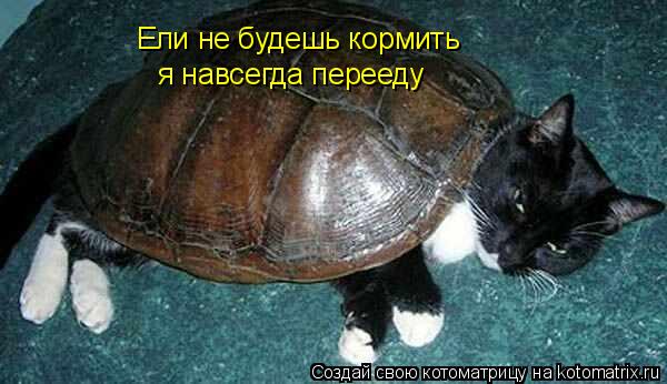 Котоматрица: Ели не будешь кормить я навсегда перееду