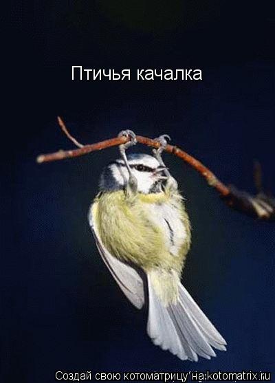 Котоматрица: Птичья качалка