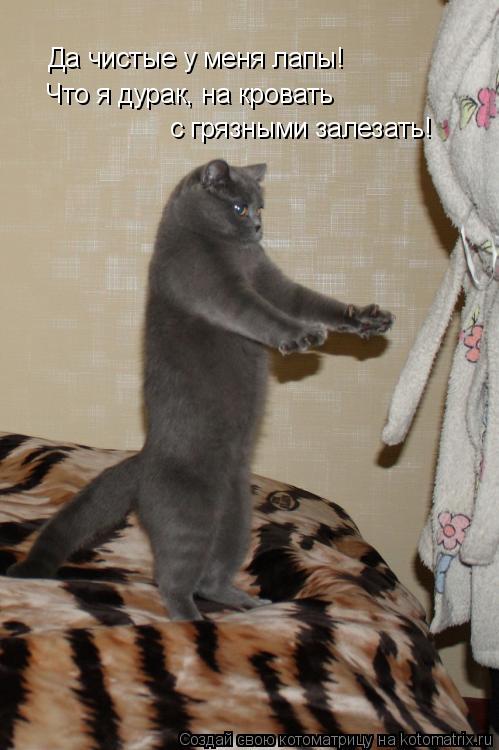 Котоматрица: Да чистые у меня лапы! Что я дурак, на кровать  с грязными залезать!