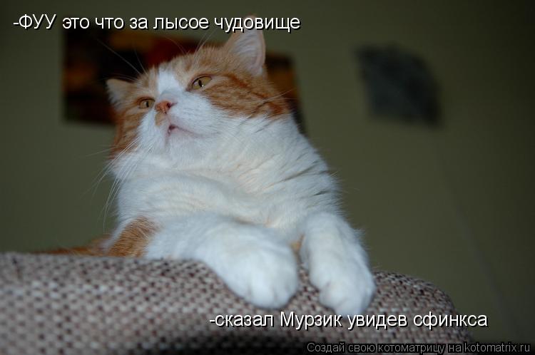 Котоматрица: -ФУУ это что за лысое чудовище -сказал Мурзик увидев сфинкса
