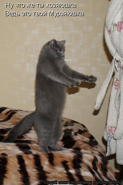 Котоматрица: Ну что же ты хозяюшка Ведь это твой Мурзяюшка