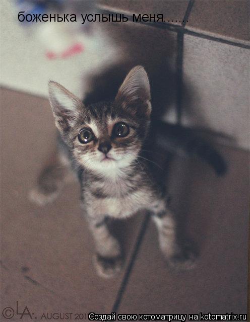 Котоматрица: боженька услышь меня.......