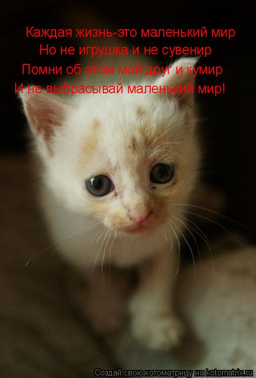 Котоматрица: Каждая жизнь-это маленький мир Но не игрушка и не сувенир Помни об этом мой друг и кумир И не выбрасывай маленький мир!