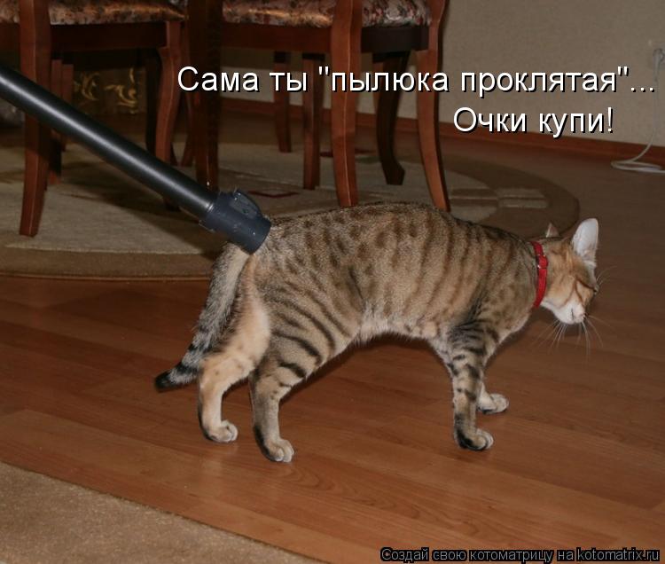 Сама ты "пылюка проклятая"... Очки купи!... Котоматрица: Сама ты "пылюка проклятая"... Очки купи!