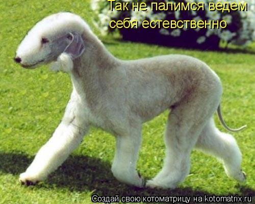 Так не палимся ведем себя естевственно... Котоматрица: Так не палимся ведем себя естевственно