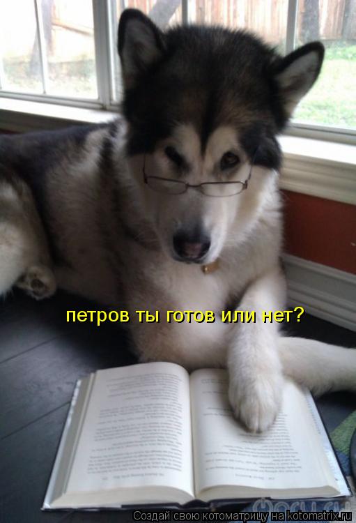 петров ты готов или нет?... Котоматрица: петров ты готов или нет?