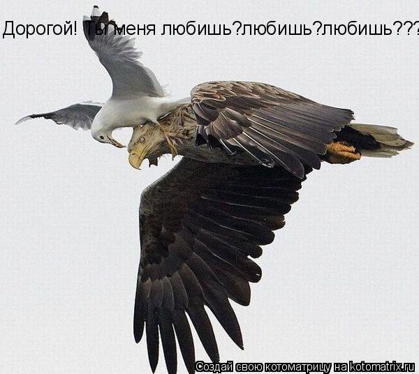 Дорогой! Ты меня любишь?любишь?любишь????... Котоматрица: Дорогой! Ты меня любишь?любишь?любишь????