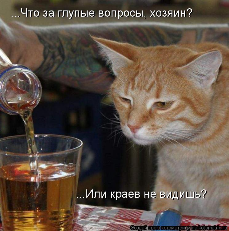 ...Что за глупые вопросы, хозяин? ...Или краев не видишь?... Котоматрица: ...Что за глупые вопросы, хозяин? ...Или краев не видишь?
