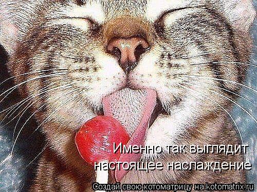настоящее наслаждение Именно так выглядит... Котоматрица: настоящее наслаждение Именно так выглядит