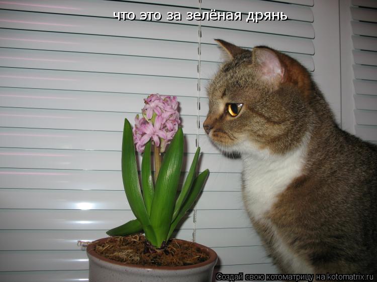 что это за зелёная дрянь что это за зелёная дрянь... Котоматрица: что это за зелёная дрянь что это за зелёная дрянь
