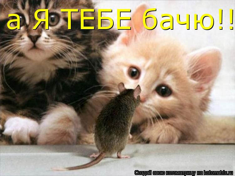 а Я ТЕБЕ бачю!!!:)... Котоматрица: а Я ТЕБЕ бачю!!!:)