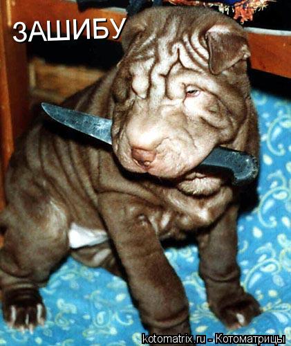 ЗАШИБУ... Котоматрица: ЗАШИБУ