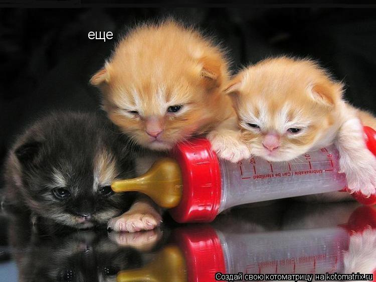 еще... Котоматрица: еще