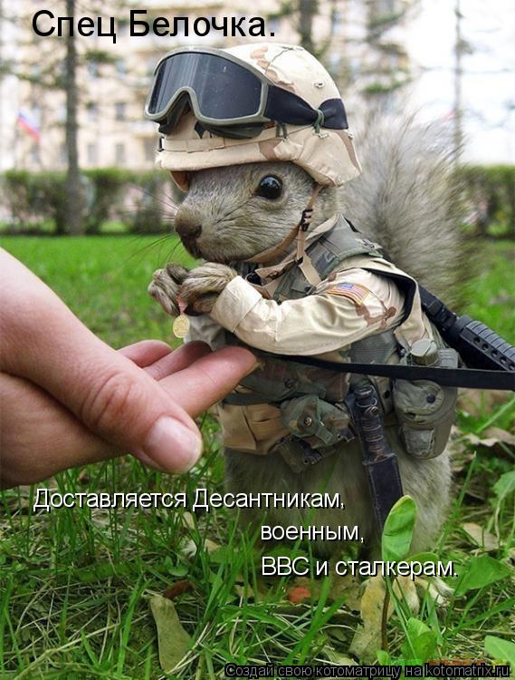Спец Белочка. Доставляется Десантникам , военным, ВВС и сталкерам.... Котоматрица: Спец Белочка. Доставляется Десантникам , военным, ВВС и сталкерам.
