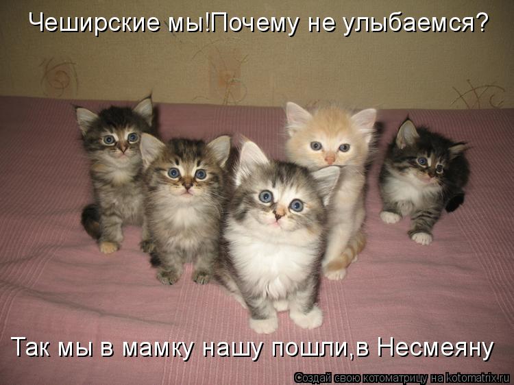 Чеширские мы!Почему не улыбаемся? Так мы в мамку нашу пошли,в Несмеяну... Котоматрица: Чеширские мы!Почему не улыбаемся? Так мы в мамку нашу пошли,в Несмеяну