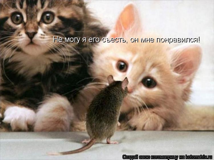 Не могу я его съесть, он мне понравился!... Котоматрица: Не могу я его съесть, он мне понравился!
