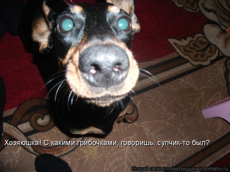 Хозяюшка! С какими грибочками, говоришь, супчик-то был?... Котоматрица: Хозяюшка! С какими грибочками, говоришь, супчик-то был?