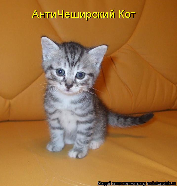 АнтиЧеширский Кот... Котоматрица: АнтиЧеширский Кот