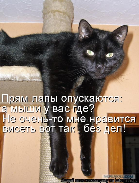 висеть вот так , без дел! Прям лапы опускаются: а мыши у вас где? Не очень-то мне нравится... Котоматрица: висеть вот так , без дел! Прям лапы опускаются: а мыши у вас где? Не очень-то мне нравится