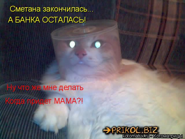 Сметана закончилась... А БАНКА ОСТАЛАСЬ! Ну что же мне делать Когда придет МАМА?!... Котоматрица: Сметана закончилась... А БАНКА ОСТАЛАСЬ! Ну что же мне делать Когда придет МАМА?!