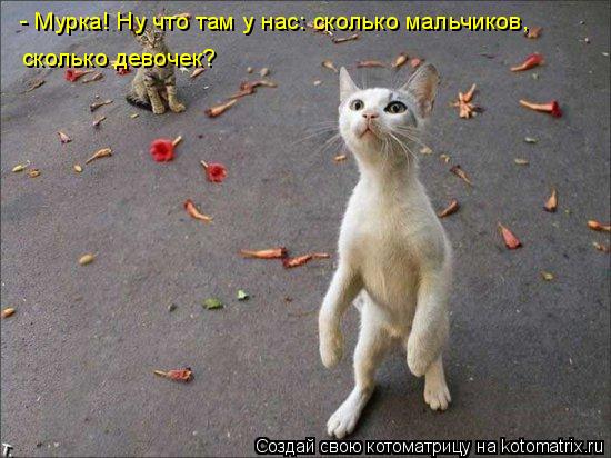 - Мурка! Ну что там у нас: сколько мальчиков, сколько девочек?... Котоматрица: - Мурка! Ну что там у нас: сколько мальчиков, сколько девочек?