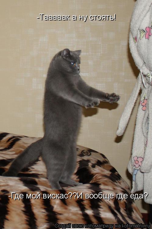 -Тааааак а ну стоять! -Тааааак а ну стоять! -Где мой вискас??И вообще где еда?... Котоматрица: -Тааааак а ну стоять! -Тааааак а ну стоять! -Где мой вискас??И вообще где еда?