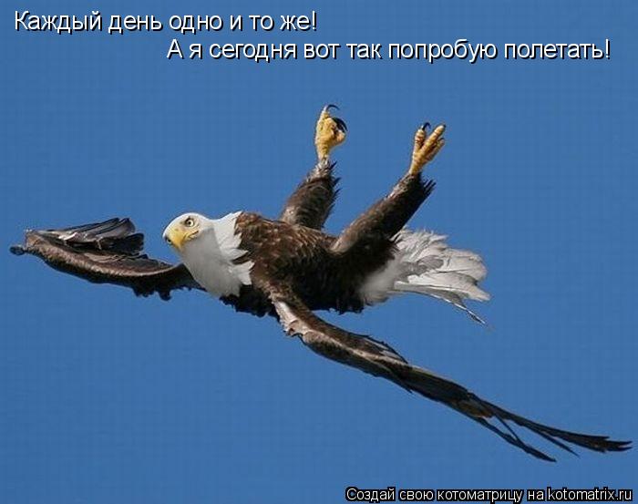 Каждый день одно и то же! А я сегодня вот так попробую полетать!... Котоматрица: Каждый день одно и то же! А я сегодня вот так попробую полетать!