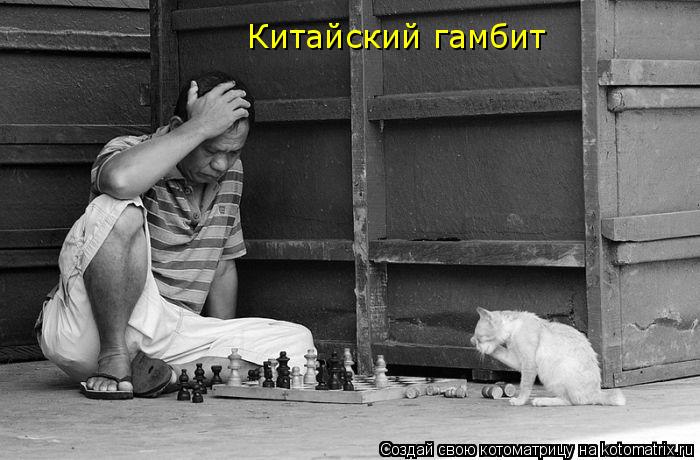 Китайский гамбит... Котоматрица: Китайский гамбит