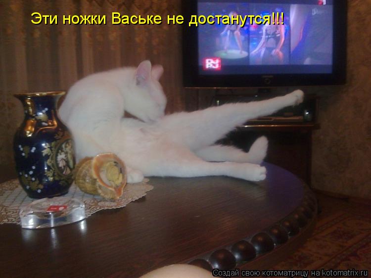 Эти ножки Ваське не достанутся!!!... Котоматрица: Эти ножки Ваське не достанутся!!!