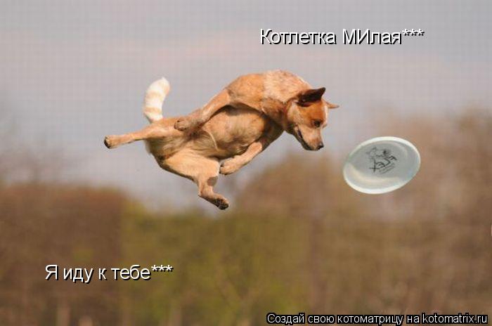Котлетка МИлая*** Я иду к тебе***... Котоматрица: Котлетка МИлая*** Я иду к тебе***