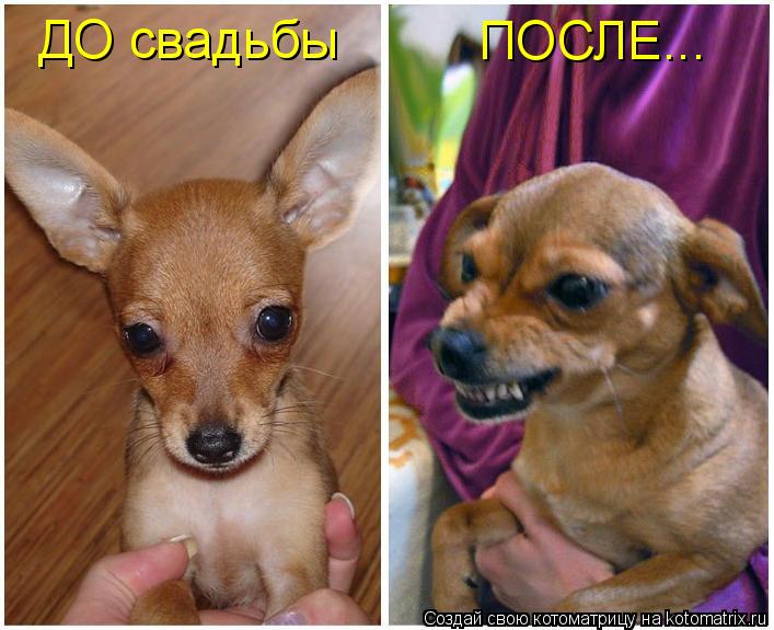 ДО свадьбы ПОСЛЕ...... Котоматрица: ДО свадьбы ПОСЛЕ...