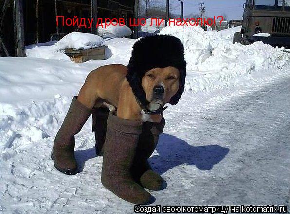 Пойду дров шо ли нахолю!?... Котоматрица: Пойду дров шо ли нахолю!?