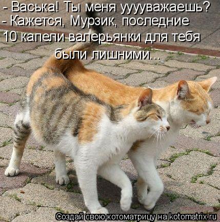 - Васька! Ты меня ууууважаешь? - Кажется, Мурзик, последние 10 капели валерьянки для тебя были лишним... Котоматрица: - Васька! Ты меня ууууважаешь? - Кажется, Мурзик, последние 10 капели валерьянки для тебя были лишними...