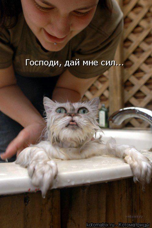 Господи, дай мне сил...... Котоматрица: Господи, дай мне сил...