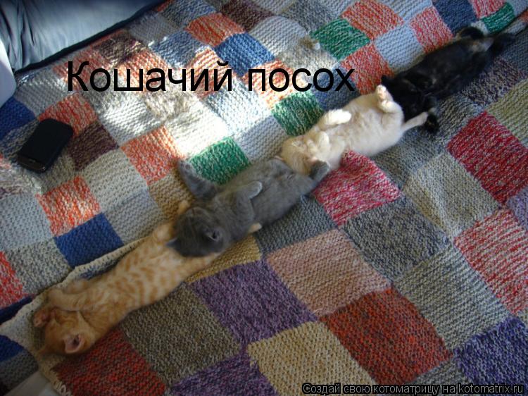 Кошачий посох... Котоматрица: Кошачий посох