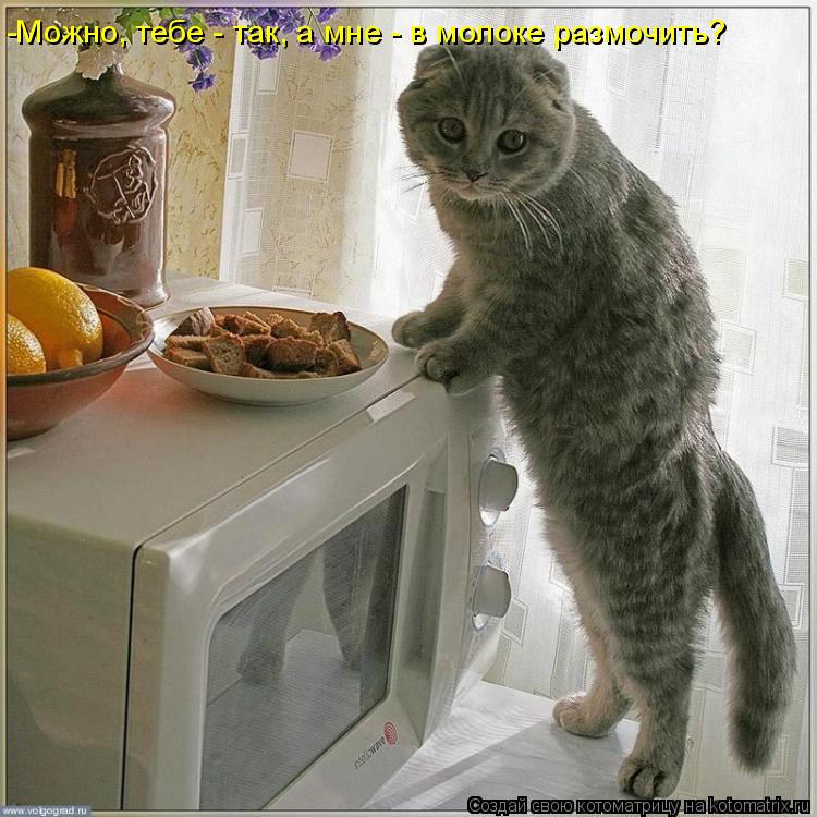 -Можно, тебе - так, а мне - в молоке размочить?... Котоматрица: -Можно, тебе - так, а мне - в молоке размочить?
