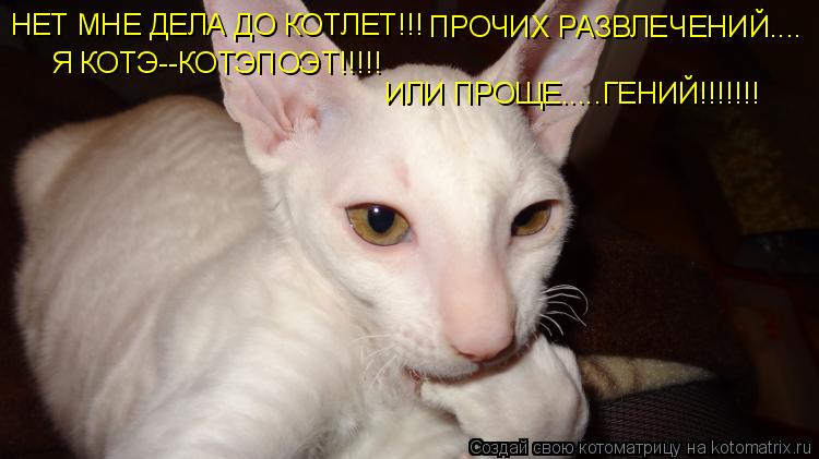 ИЛИ ПРОЩЕ.....ГЕНИЙ!!!!!!! НЕТ МНЕ ДЕЛА ДО КОТЛЕТ!!! ПРОЧИХ РАЗВЛЕЧЕНИЙ.... Я КОТЭ--КОТЭПОЭТ!!!!!... Котоматрица: ИЛИ ПРОЩЕ.....ГЕНИЙ!!!!!!! НЕТ МНЕ ДЕЛА ДО КОТЛЕТ!!! ПРОЧИХ РАЗВЛЕЧЕНИЙ.... Я КОТЭ--КОТЭПОЭТ!!!!!