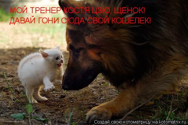 МОЙ ТРЕНЕР КОСТЯ ЦЗЮ, ЩЕНОК! ДАВАЙ ГОНИ СЮДА СВОЙ КОШЕЛЕК!... Котоматрица: МОЙ ТРЕНЕР КОСТЯ ЦЗЮ, ЩЕНОК! ДАВАЙ ГОНИ СЮДА СВОЙ КОШЕЛЕК!