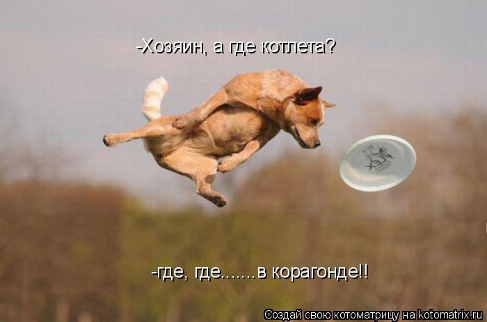 -где, где.......в корагонде!! -Хозяин, а где котлета?... Котоматрица: -где, где.......в корагонде!! -Хозяин, а где котлета?