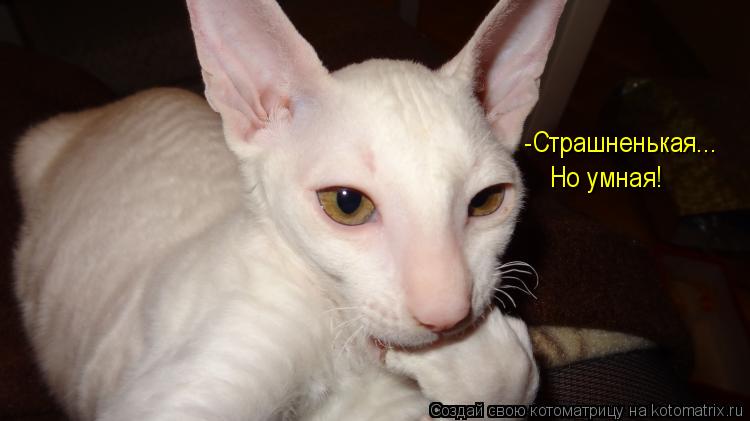 -Страшненькая... Но умная!... Котоматрица: -Страшненькая... Но умная!