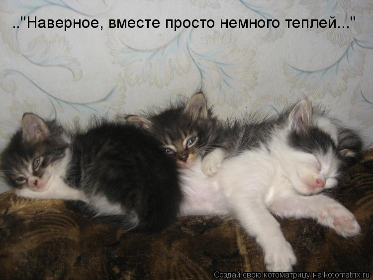 .."Наверное, вместе просто немного теплей..."... Котоматрица: .."Наверное, вместе просто немного теплей..."