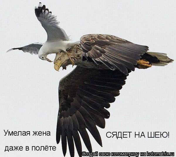 Умелая жена даже в полёте СЯДЕТ НА ШЕЮ!... Котоматрица: Умелая жена даже в полёте СЯДЕТ НА ШЕЮ!