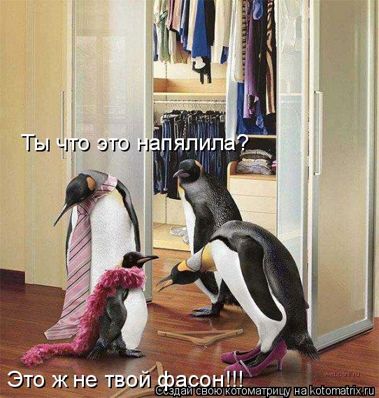 Ты что это напялила? Это ж не твой фасон!!!... Котоматрица: Ты что это напялила? Это ж не твой фасон!!!