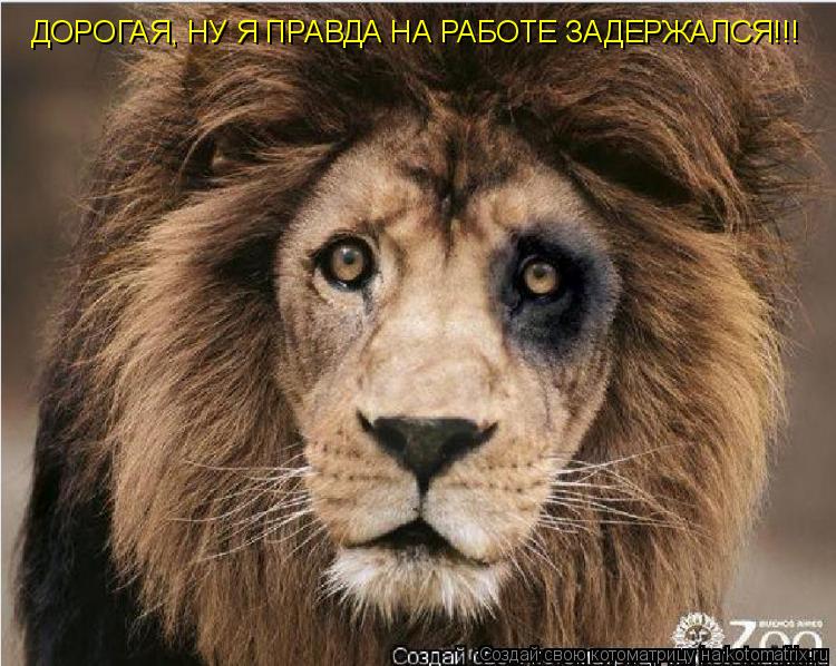 ДОРОГАЯ, НУ Я ПРАВДА НА РАБОТЕ ЗАДЕРЖАЛСЯ!!!... Котоматрица: ДОРОГАЯ, НУ Я ПРАВДА НА РАБОТЕ ЗАДЕРЖАЛСЯ!!!